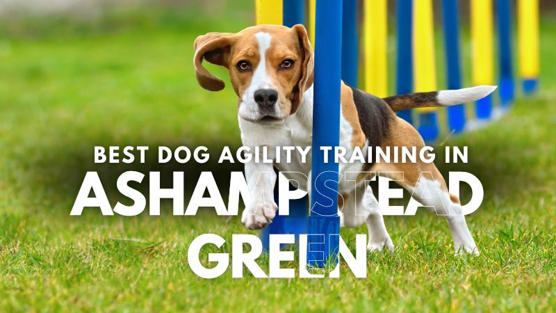 Best Dog Agility Training in Ashampstead Green