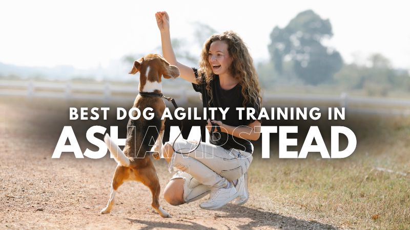 Best Dog Agility Training in Ashampstead