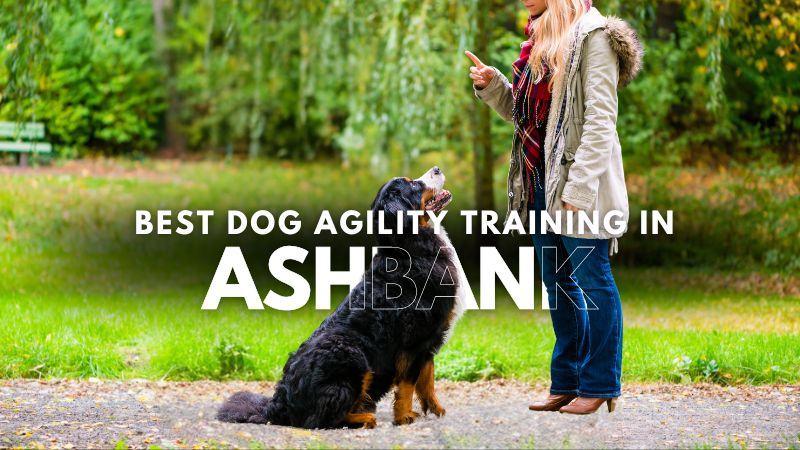 Best Dog Agility Training in Ashbank