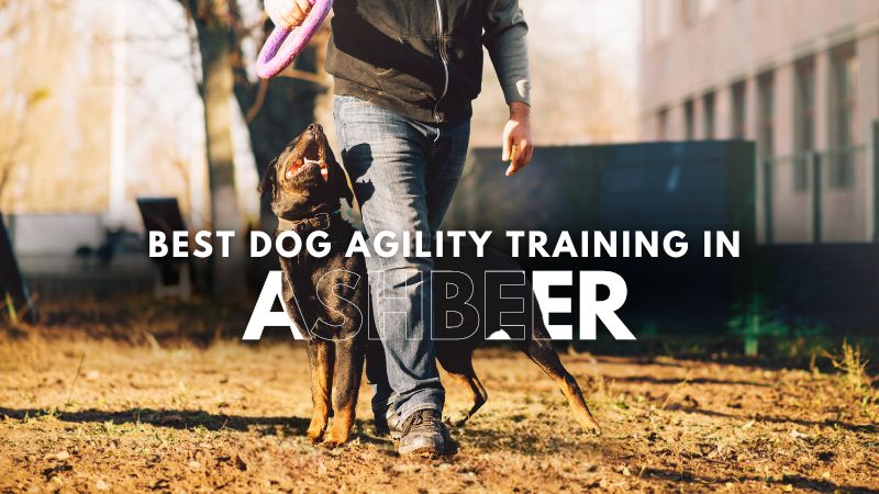 Best Dog Agility Training in Ashbeer