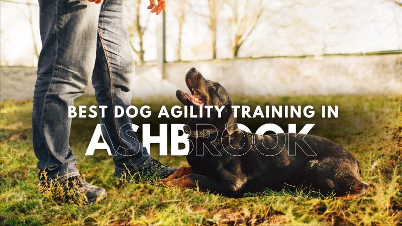 Best Dog Agility Training in Ashbrook