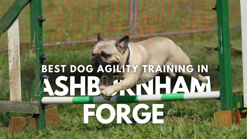 Best Dog Agility Training in Ashburnham Forge