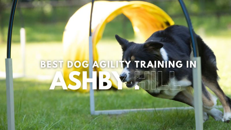 Best Dog Agility Training in Ashby Hill