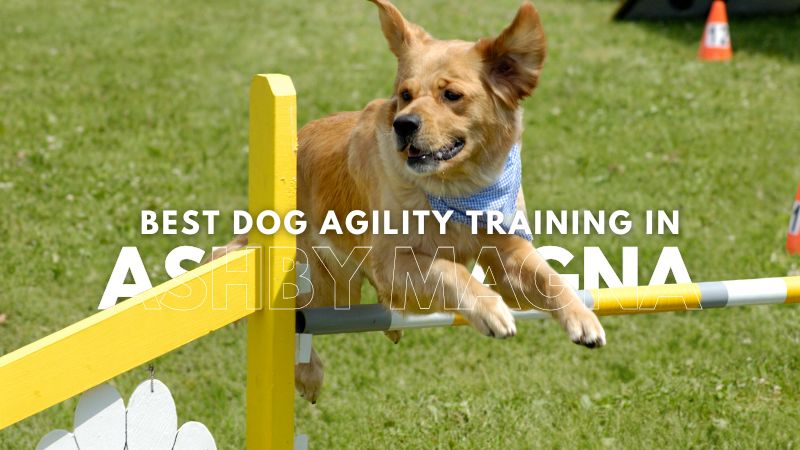 Best Dog Agility Training in Ashby Magna