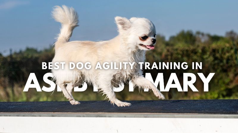 Best Dog Agility Training in Ashby St Mary