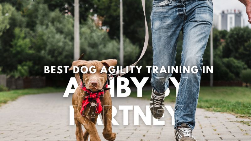 Best Dog Agility Training in Ashby by Partney