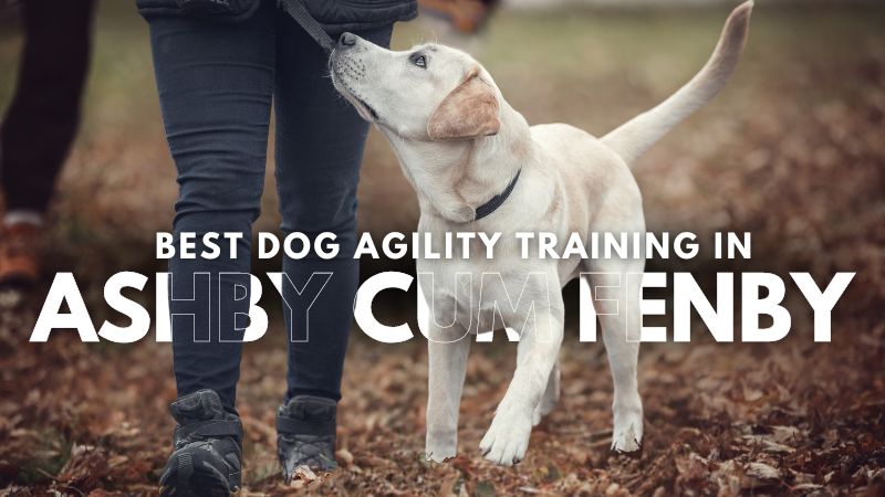 Best Dog Agility Training in Ashby cum Fenby
