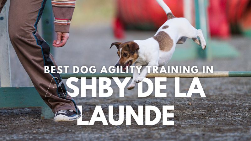 Best Dog Agility Training in Ashby de la Launde