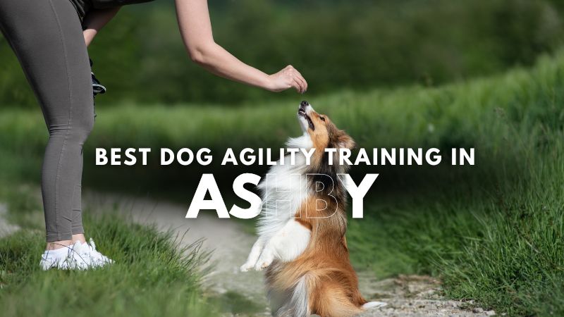 Best Dog Agility Training in Ashby
