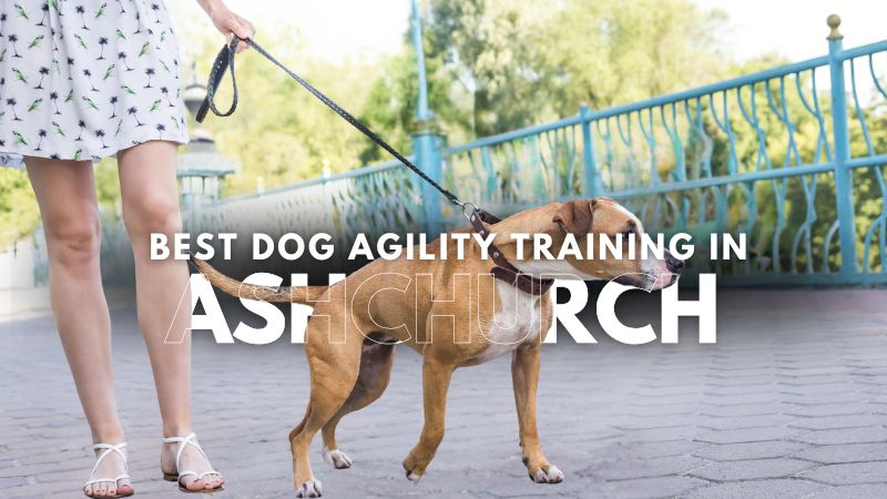 Best Dog Agility Training in Ashchurch