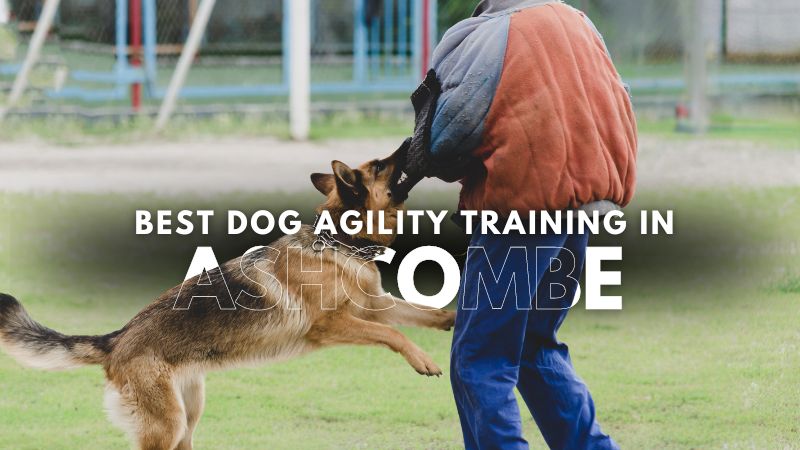 Best Dog Agility Training in Ashcombe