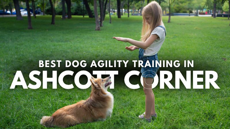 Best Dog Agility Training in Ashcott Corner