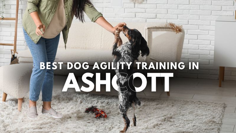 Best Dog Agility Training in Ashcott