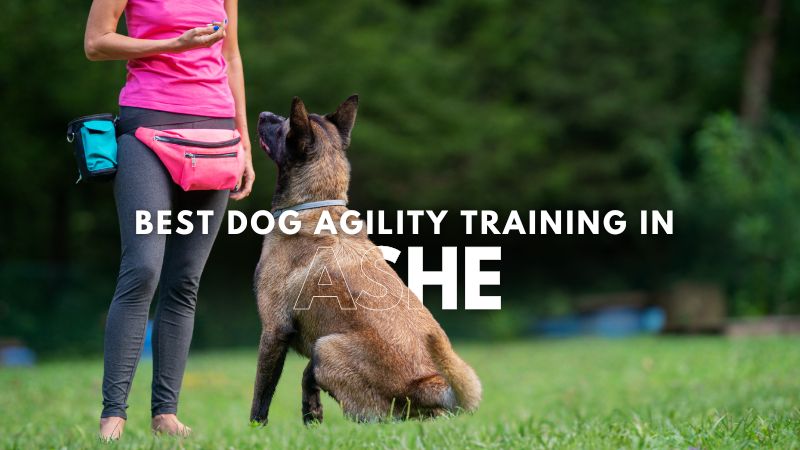 Best Dog Agility Training in Ashe