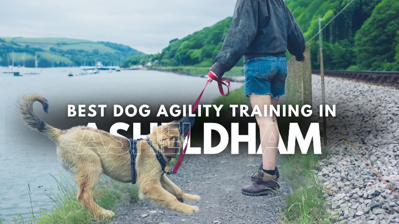 Best Dog Agility Training in Asheldham