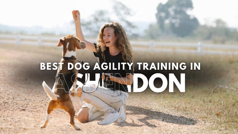 Best Dog Agility Training in Ashendon