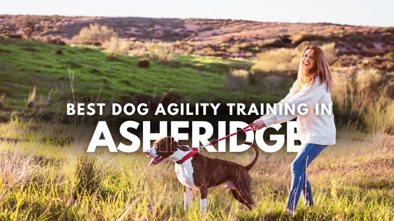 Best Dog Agility Training in Asheridge