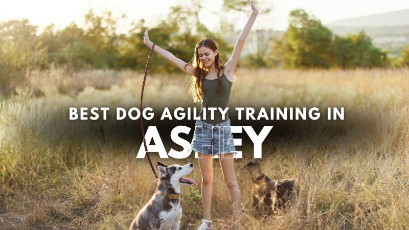 Best Dog Agility Training in Ashey