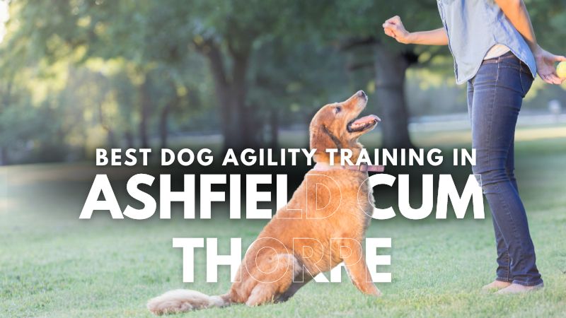 Best Dog Agility Training in Ashfield Cum Thorpe