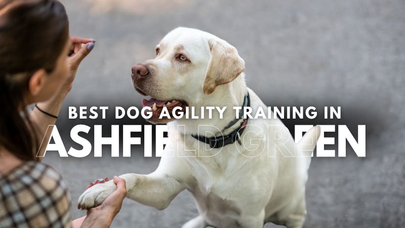 Best Dog Agility Training in Ashfield Green