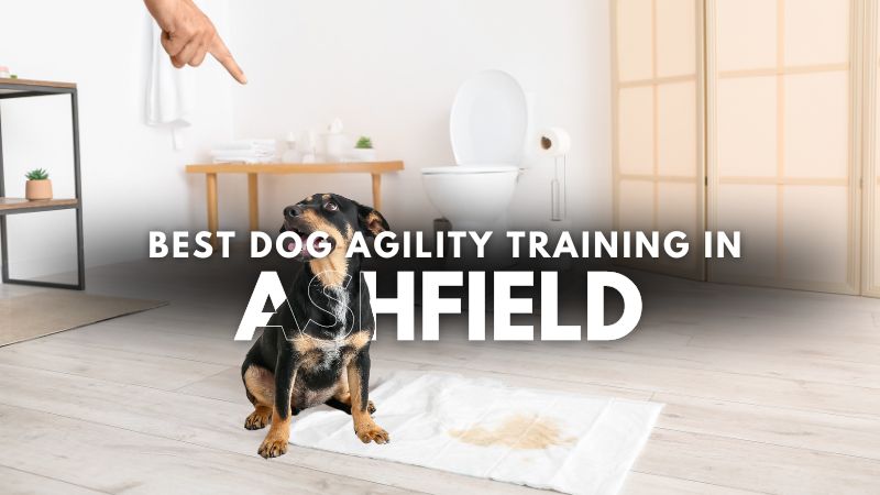 Best Dog Agility Training in Ashfield