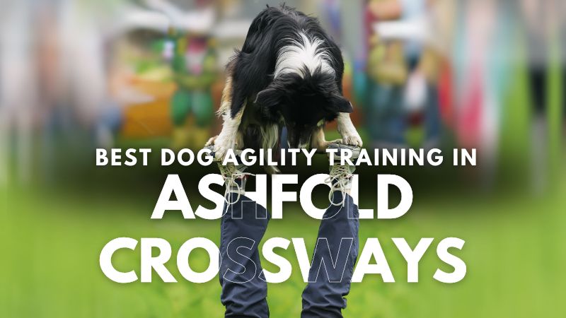 Best Dog Agility Training in Ashfold Crossways