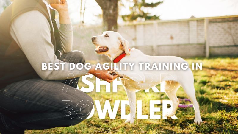 Best Dog Agility Training in Ashford Bowdler