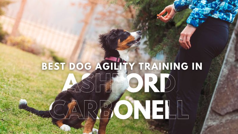 Best Dog Agility Training in Ashford Carbonell