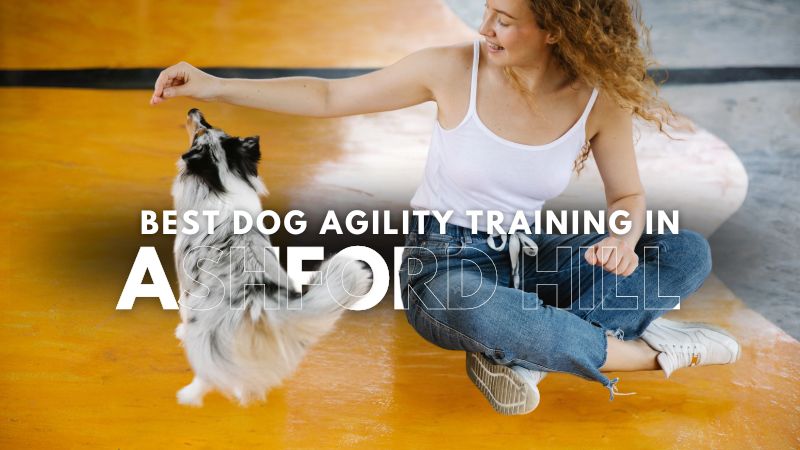 Best Dog Agility Training in Ashford Hill