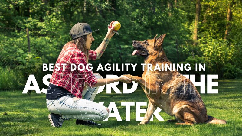 Best Dog Agility Training in Ashford in the Water