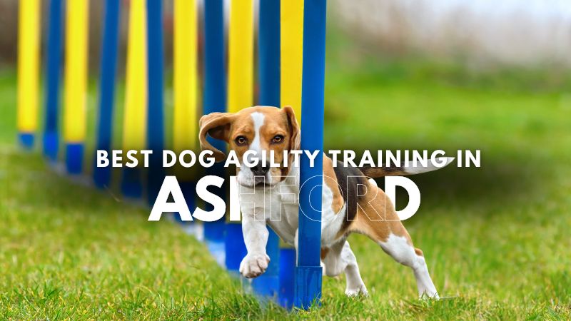 Best Dog Agility Training in Ashford