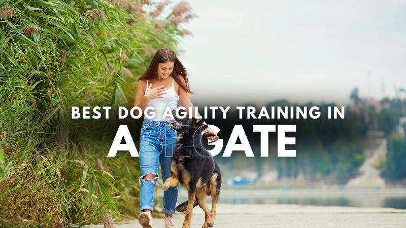 Best Dog Agility Training in Ashgate