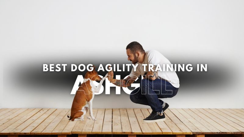 Best Dog Agility Training in Ashgill