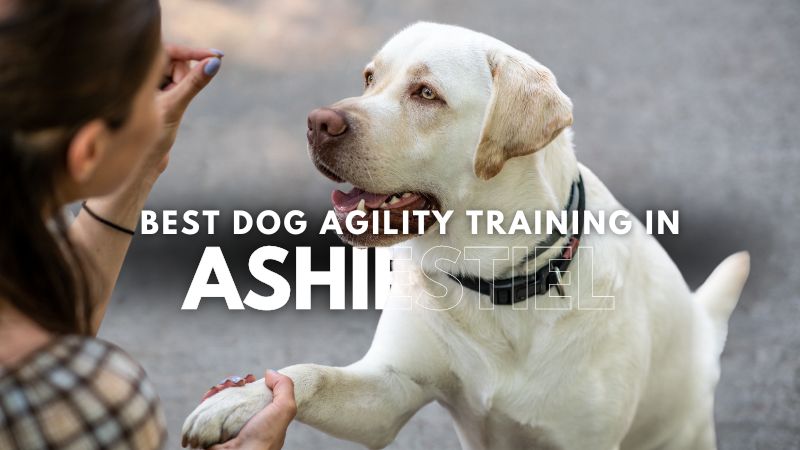 Best Dog Agility Training in Ashiestiel