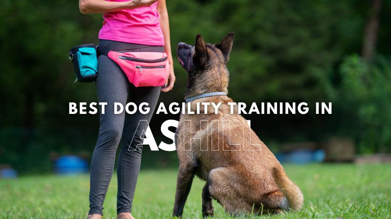 Best Dog Agility Training in Ashill