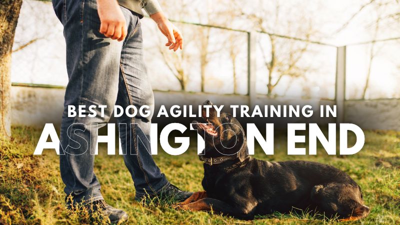 Best Dog Agility Training in Ashington End