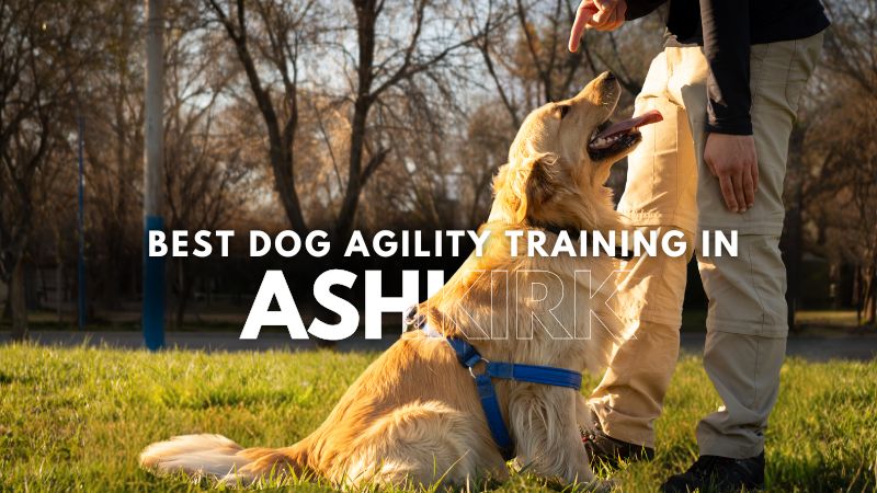 Best Dog Agility Training in Ashkirk