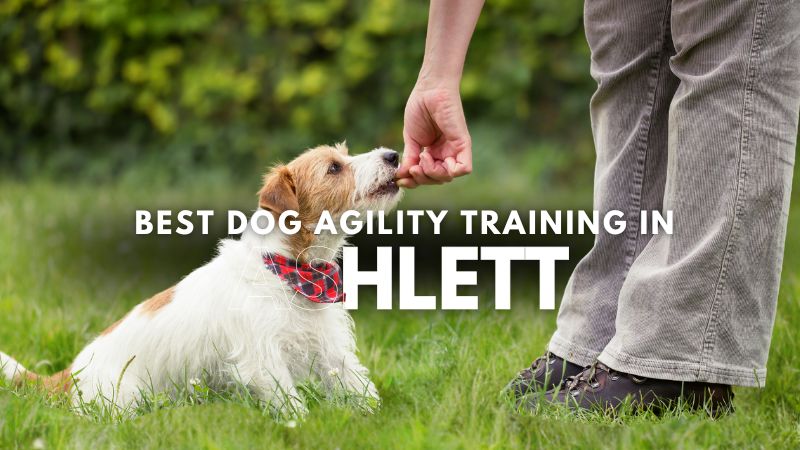 Best Dog Agility Training in Ashlett