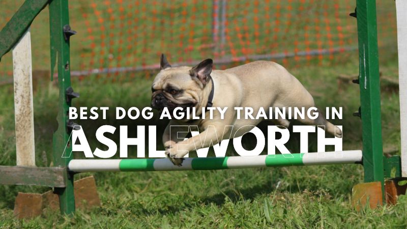 Best Dog Agility Training in Ashleworth