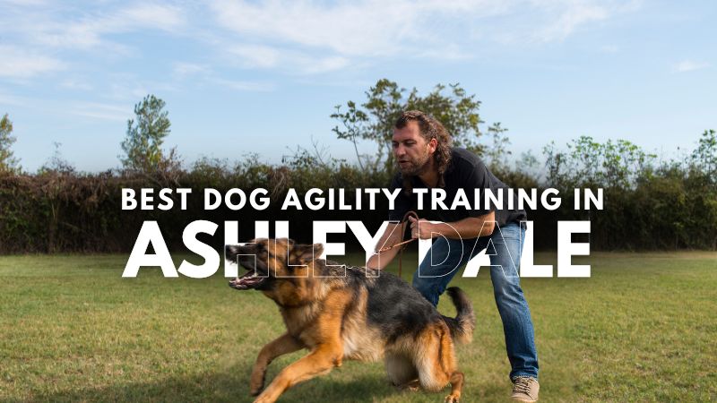 Best Dog Agility Training in Ashley Dale