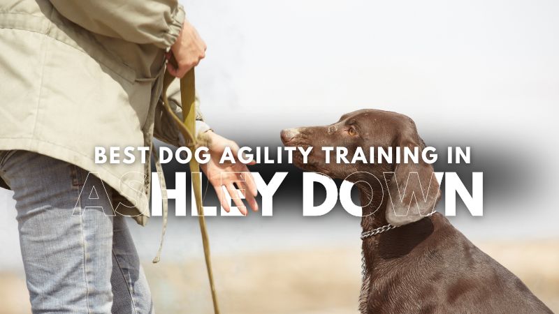 Best Dog Agility Training in Ashley Down
