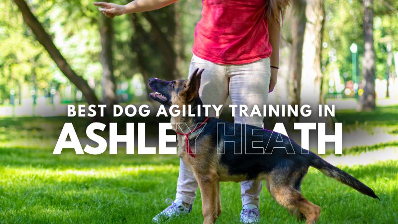 Best Dog Agility Training in Ashley Heath