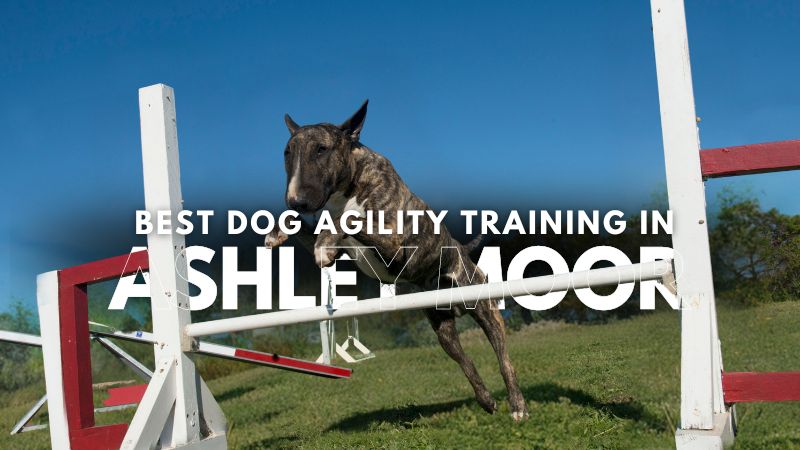Best Dog Agility Training in Ashley Moor