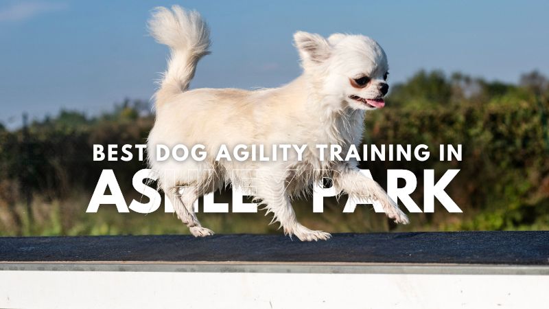 Best Dog Agility Training in Ashley Park