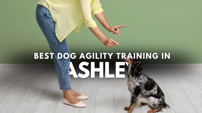 Best Dog Agility Training in Ashley