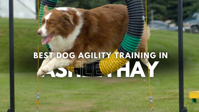 Best Dog Agility Training in Ashleyhay