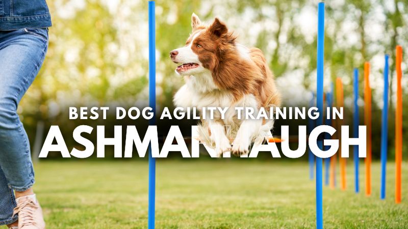 Best Dog Agility Training in Ashmansworth