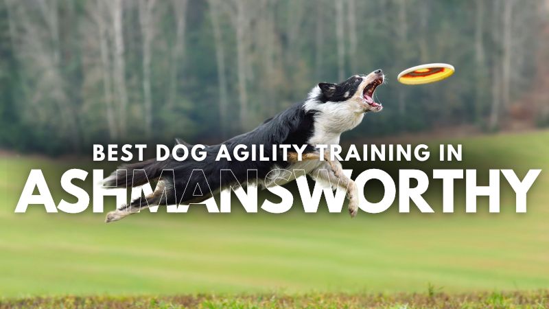 Best Dog Agility Training in Ashmansworthy