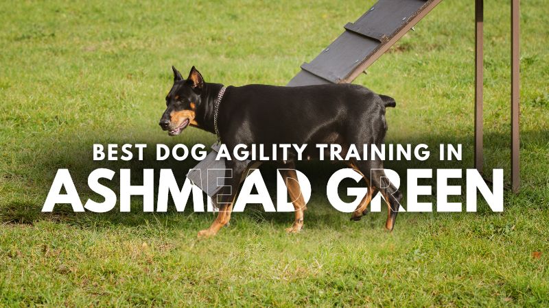 Best Dog Agility Training in Ashmead Green