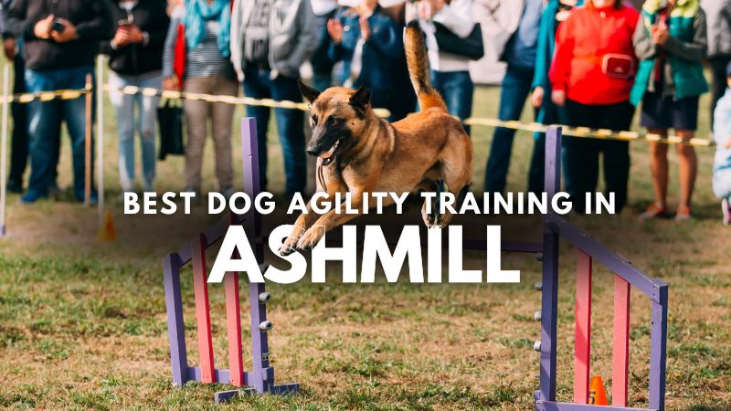Best Dog Agility Training in Ashmill